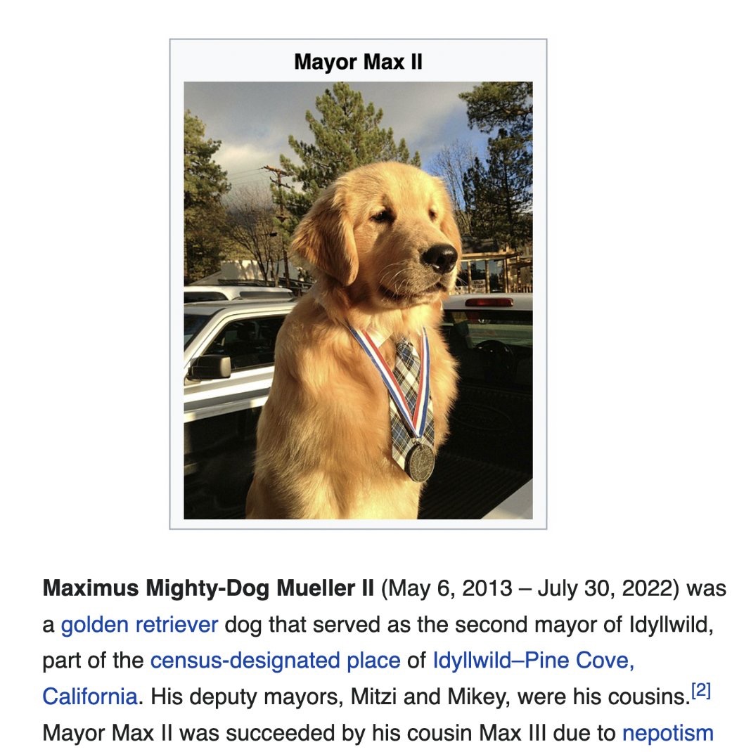 Golden retriever mayor with medal